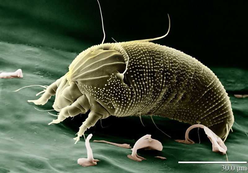 aceria anthocoptes