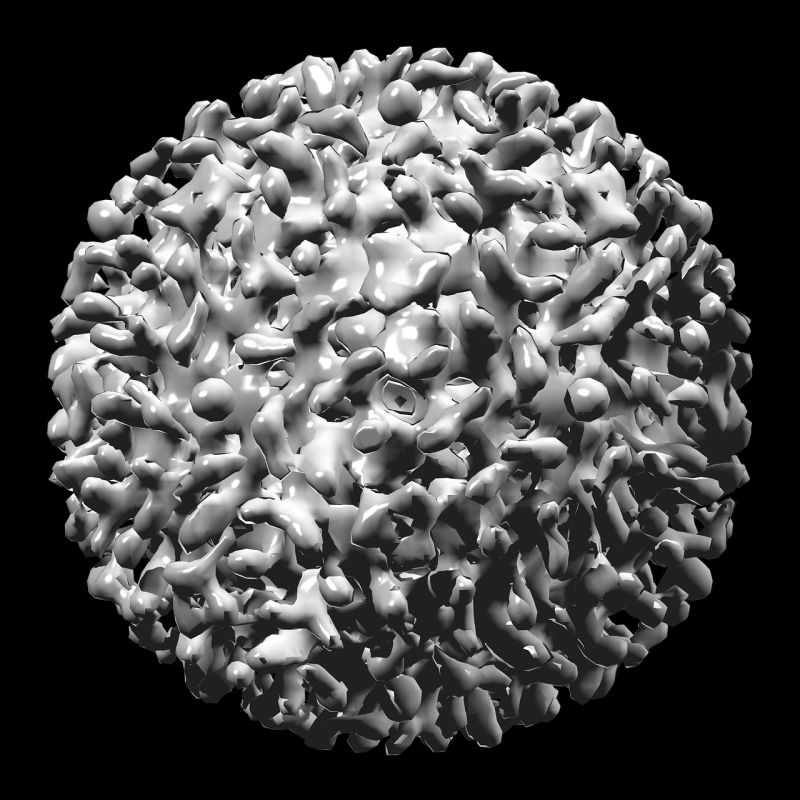 hepatitis-b virus